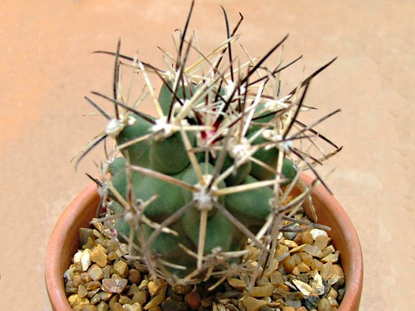 Sclerocactus_glaucus_2